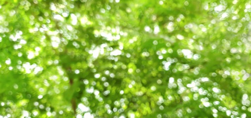 Blurred background of green leaves trees with bokeh light from sunlight. Blurred branches of trees...