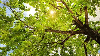 Worm's eye view of green tree with sky background. Sunlight shines through the textured leaves and branches extending from the trunk. Nature in forest or garden in yellow or golden tones.