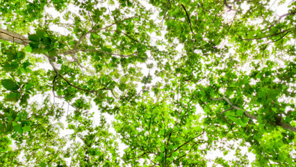 Blurred treetops with green leaves and branches with golden yellow sunlight sky background. Ant's eye view under the tree. Nature pattern and environmental conservation concept.