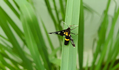 Amata phegea small butterfly body is black with yellow stripes on the green blurred background leaves.