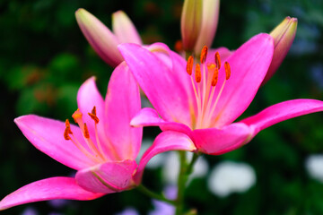 Stargazer Lily (Lilium orientalis) – Bright Pink Bloom with Speckled Petals and Orange Stamens, Iconic Fragrant Flower for Gardens, Bouquets, and Ornamental Landscaping. High quality photography