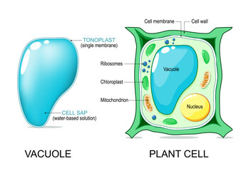 Plant cell anatomy. Vacuole structure