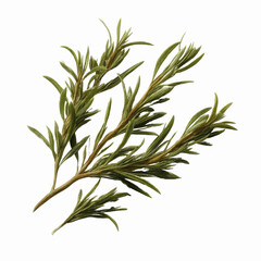 Obraz premium Sprig of Rosemary Herb Isolated on Gray Transparent background