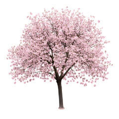 Backlit classical deciduous cherry tree with delicate pink blossoms, springtime beauty highlighted by soft light, isolated on a white background.