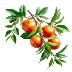 Tangerines with leaves on a branch isolated on transparent background