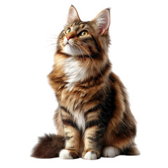 Obraz premium Maine coon cat sitting and looking up isolated on transparent background