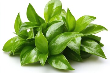 Fresh green leaves cluster