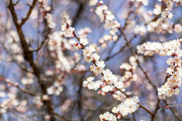 Close-up of blooming  apricot tree branches with delicate white flowers against a soft blue sky background in early spring