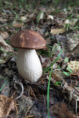 Edible mushrooms grow on the forest floor, surrounded by leaves and grass, demonstrating nature's bounty and the ease of foraging in the wild.