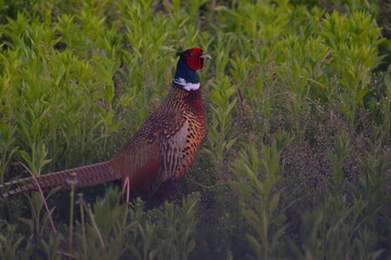 pheasant in the grass
