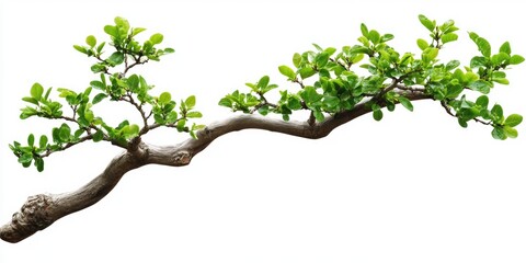 Obraz premium Branching, vibrant green foliage on a woody stem