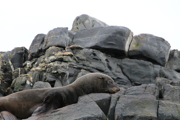 Fototapeta premium Ocean beasts basking
