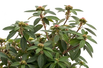 Fototapeta premium Asthma plant isolated on white background