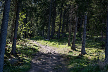 path in the woods