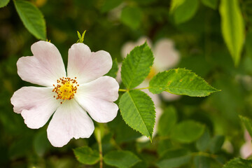 A white flower with yellow center is in the foreground of a green bush