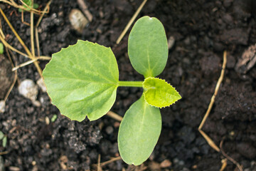 A small plant is growing in the dirt