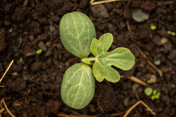 A small plant is growing in the dirt