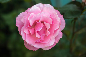Fototapeta premium A pink rose with a green stem