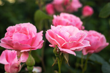 A group of pink flowers are in a garden
