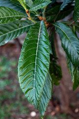 A leafy green plant with a brown stem