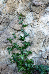 A green ivy plant is growing on a rock wall