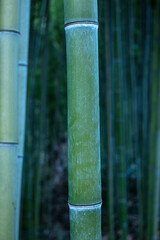 A tall green bamboo stalk with a brown spot on it