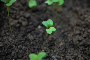 A small green plant is growing in the dirt