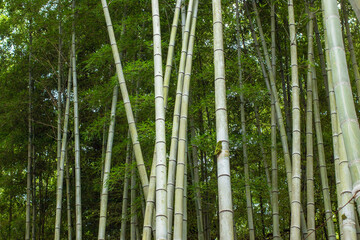 Fototapeta premium A row of tall bamboo trees with green leaves