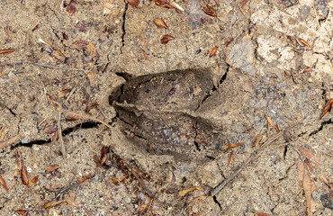 a roe deer Capreolus capreolus track in the mud