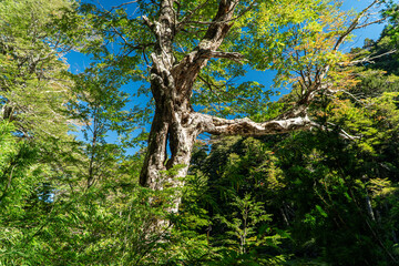 Mystical Tree with Hollow Trunk in Lush Forest