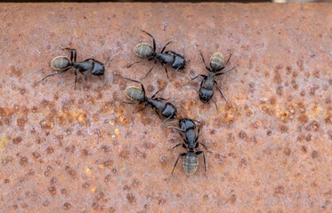 Several Camponotus vagus ants on a rusty iron plate