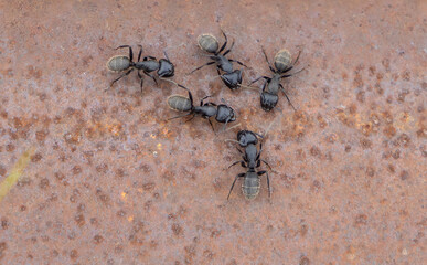Close-up of a group of several Camponotus vagus ants