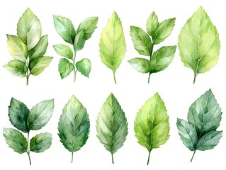 Fototapeta premium Vibrant Watercolor Mint Leaves on a Clean White Background