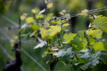 Vineyard landscapes in the Palatinate region of Germany, rolling hills covered with grapevines under natural light. Scenic rural countryside showing wine culture, nature, and tradition.