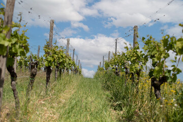 Vineyard landscapes in the Palatinate region of Germany, rolling hills covered with grapevines under natural light. Scenic rural countryside showing wine culture, nature, and tradition.