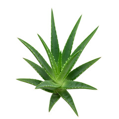 Fototapeta premium Single Fresh Aloe Vera Plant on a Clean White Background - Stock Image for Natural Remedies and Healthcare