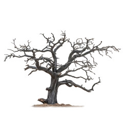 Dead tree isolated on transparent background