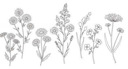 Floral line drawings