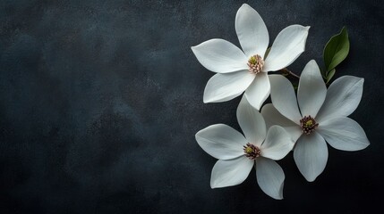 Fototapeta premium Elegant White Magnolia Blossoms on Dark Background - Floral Still Life Photography