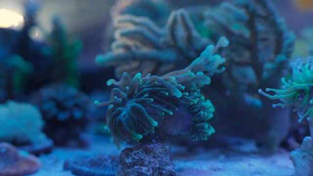 Reef saltwater aquarium. Euphilia. Sea