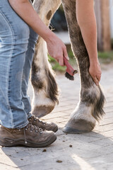 hoof care horse clean Ferrier 