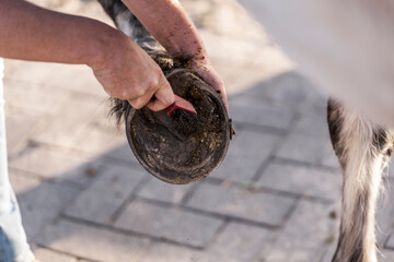 hoof care horse clean Ferrier 