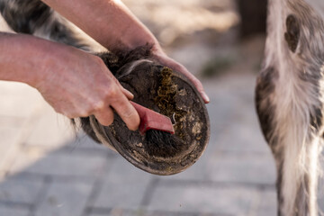 hoof care horse clean Ferrier 