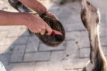 hoof care horse clean Ferrier 