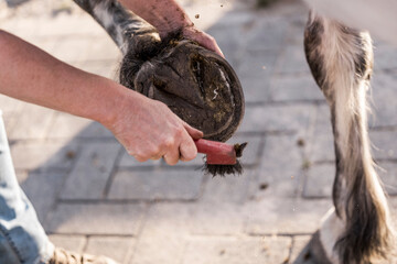 hoof care horse clean Ferrier 