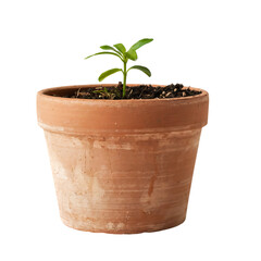 Plant sprout isolated on transparent background