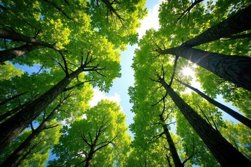 Fototapeta premium Serene forest canopy viewed from below, sunlight dappling through leaves , trees, tall trees, perspective