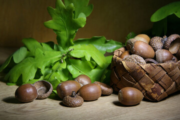 Last year's acorns against the background of young oak foliage