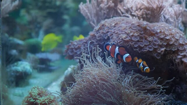 Marine aquarium. Sea fish in a reef aquarium. Clown fish.
