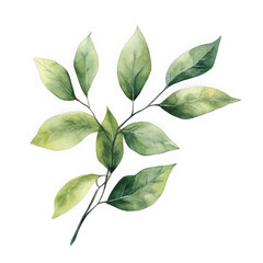Naklejka premium Watercolor green leaf branch artwork on white background on transparent background